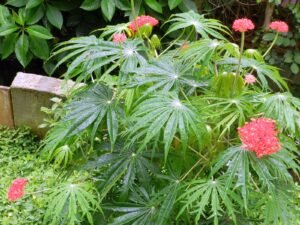 জাত্রফা গাছের সম্ভাবনা