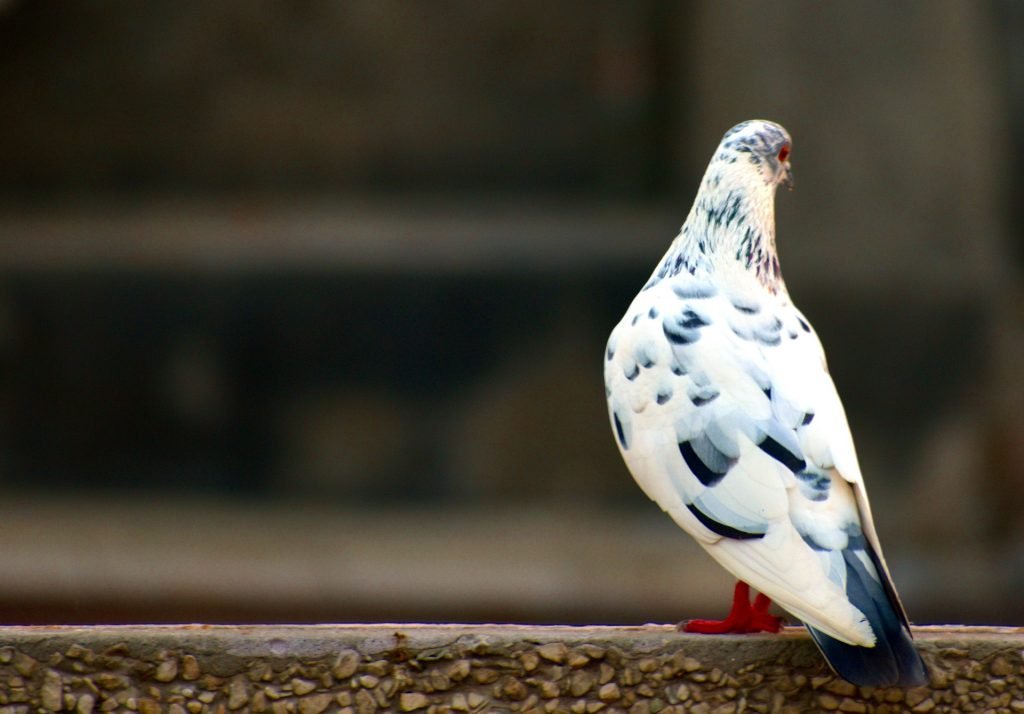 white grey pigeon 2796055 1920 কবুতর পালন । পেশা পরিচিতি । পেশা পরামর্শ সভা 3 কবুতর পালন