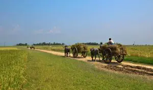 Agriculture of Bangladesh ধন ধান্য পুষ্প ভরা, আমাদের এই বসুন্ধরা [ গানের বানী ] অসুরের সুরলোকযাত্রা সিরিজ