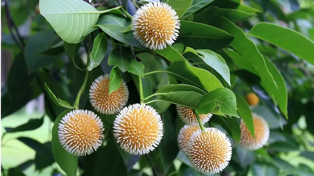 বর্ষাকালের ফুল কদম ফুল