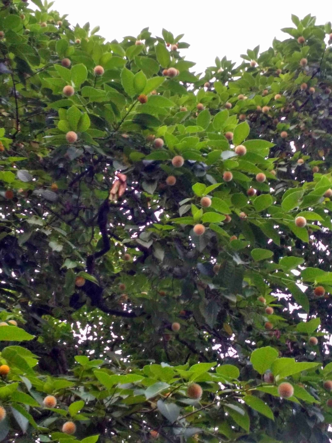 বর্ষায় রমনা পার্কে কদম ফুল